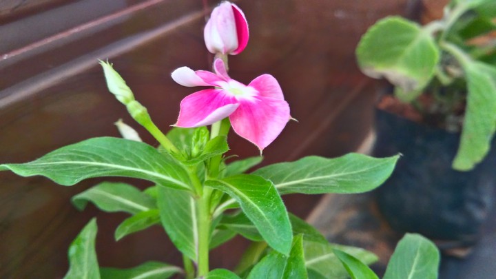 plant