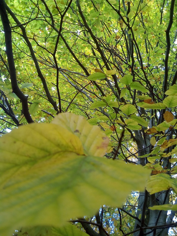 tree