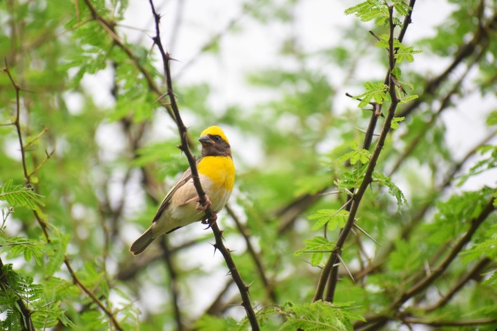BIRD