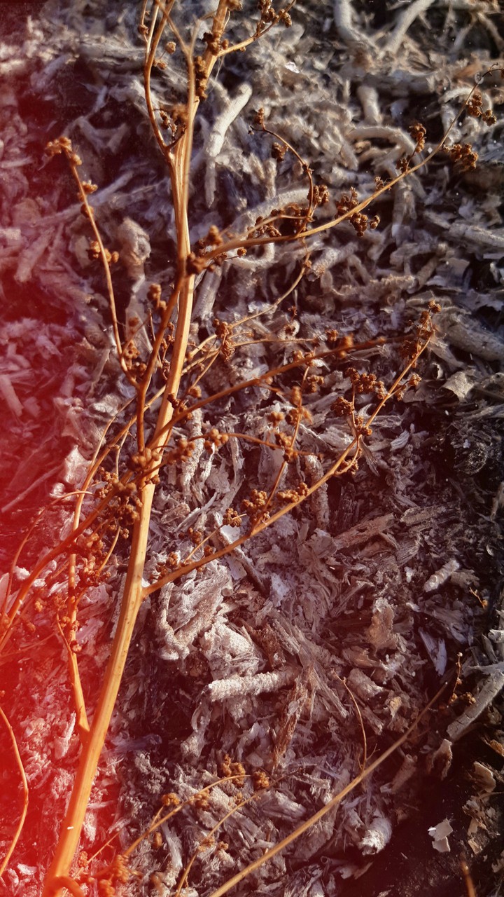 flower branch. ветка цветка