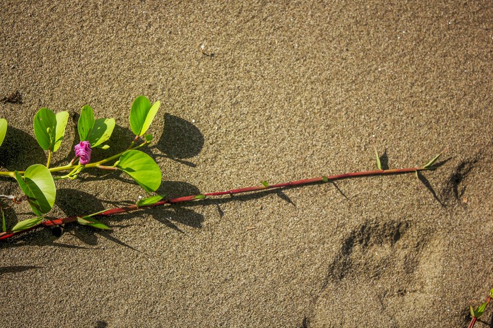 sand and greens