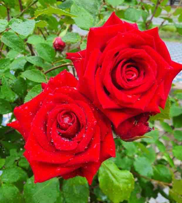 rose