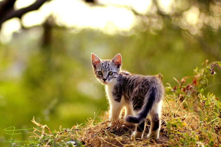 cat