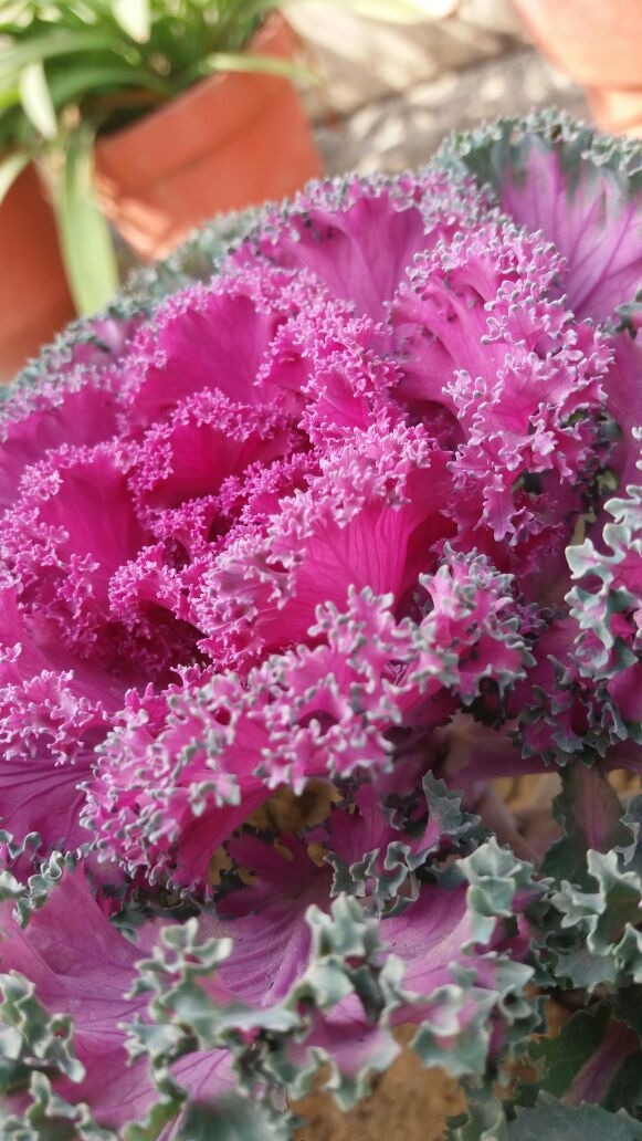 flower