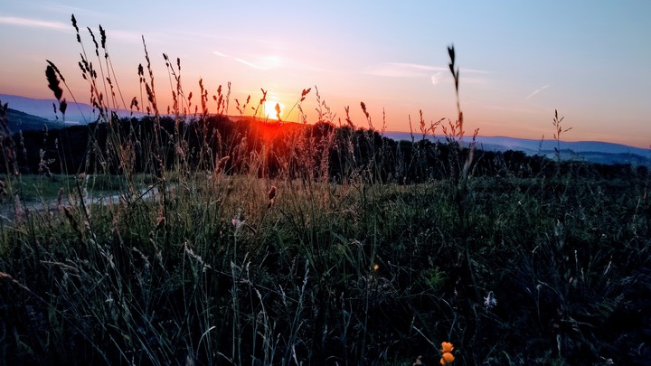 grass sunset
