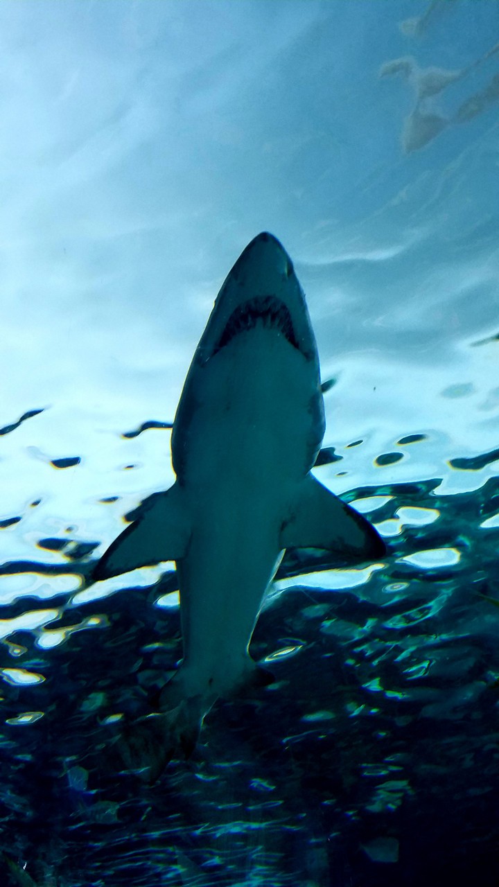 shark