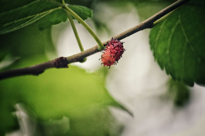 mulberry