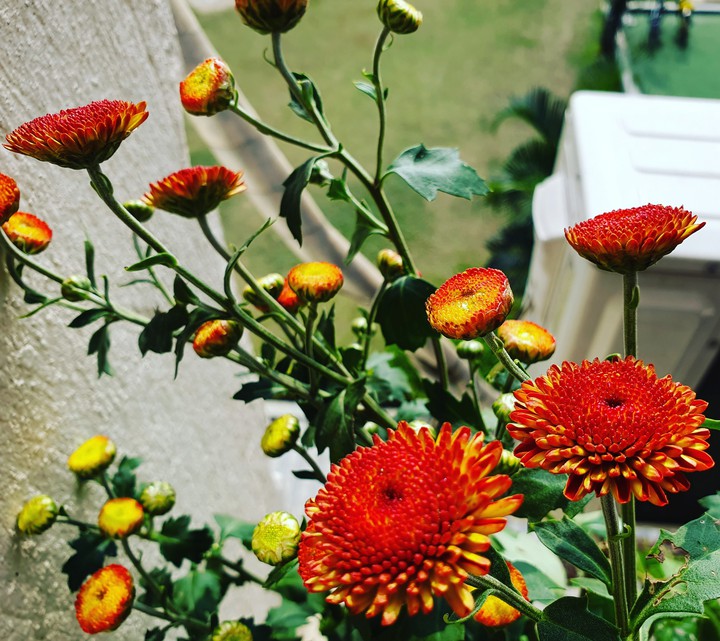 winter blooms