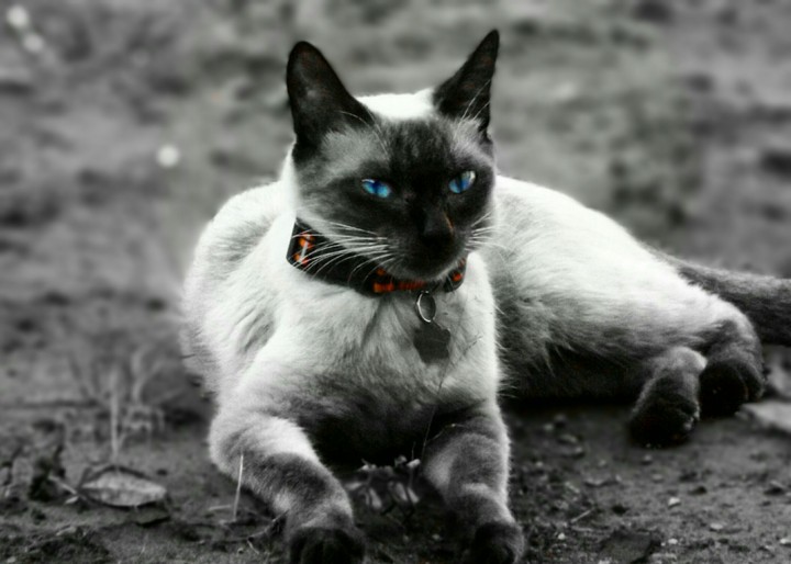 B&W cat