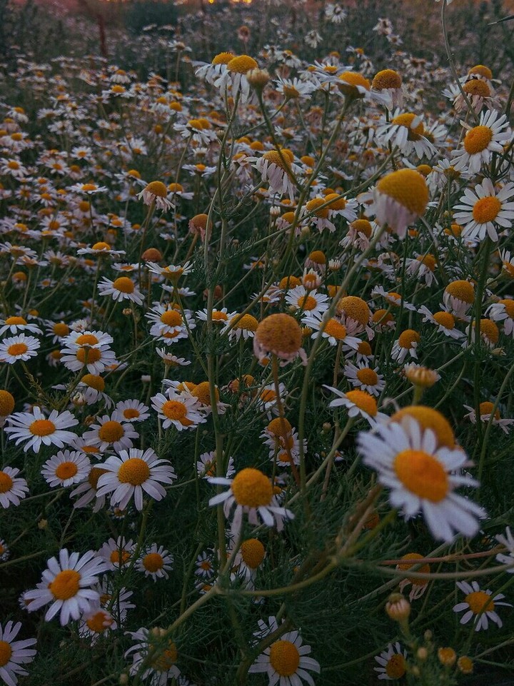 ромашки