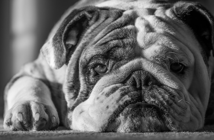 bulldog