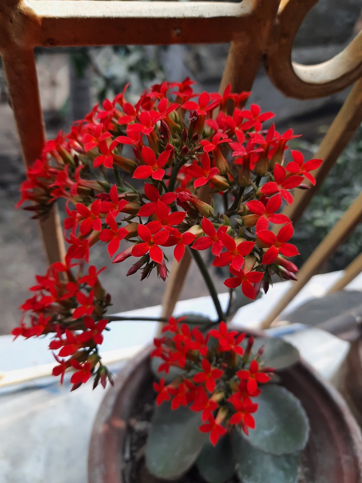indoor plant love