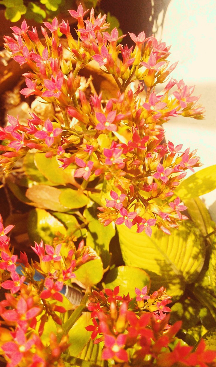দুপৰ টেঙা গছৰ ফুল