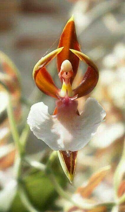 orquídea bailarina