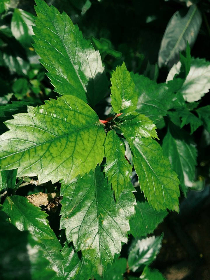 leaf ?
