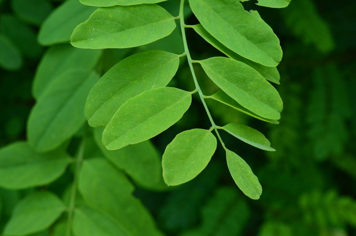 Green Leaf