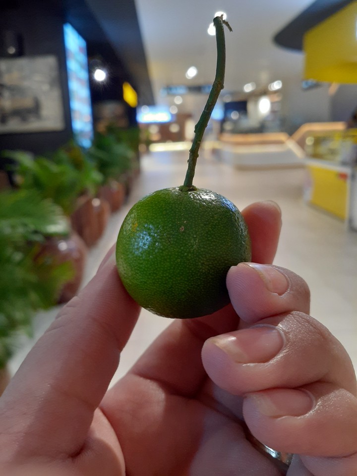 piccolo