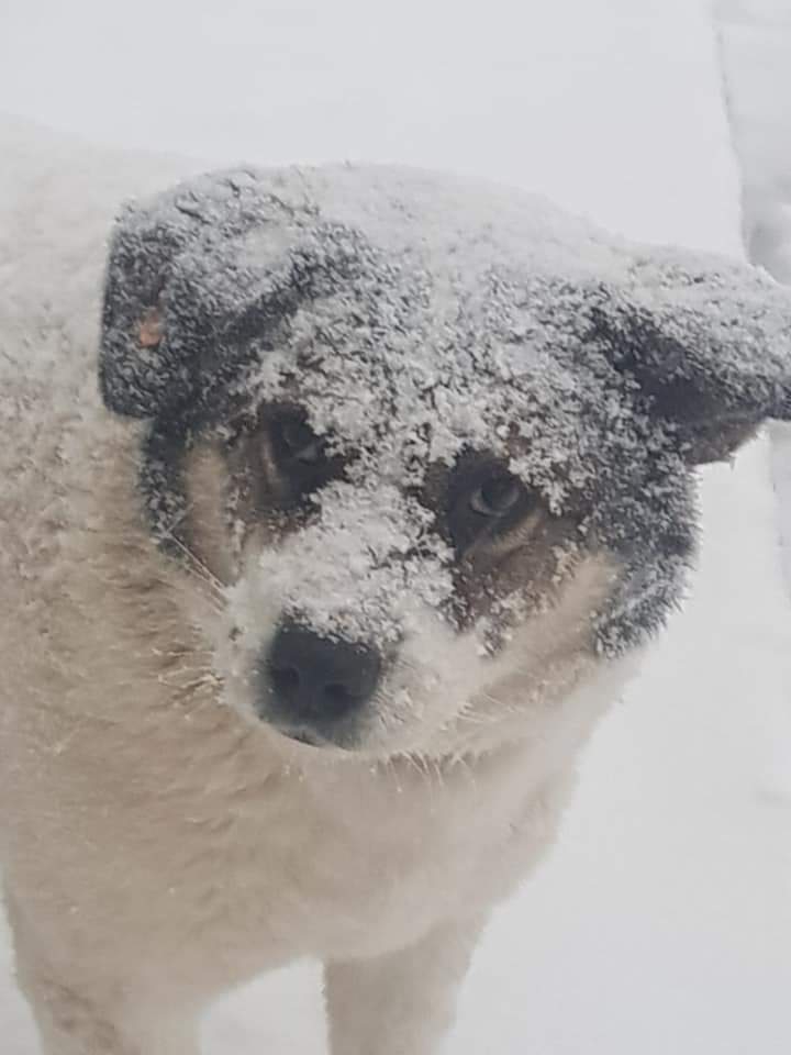 Dog
