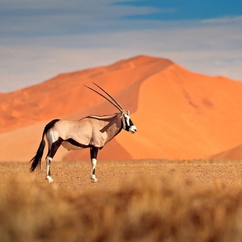 papéis de parede gemsbok, Fawn