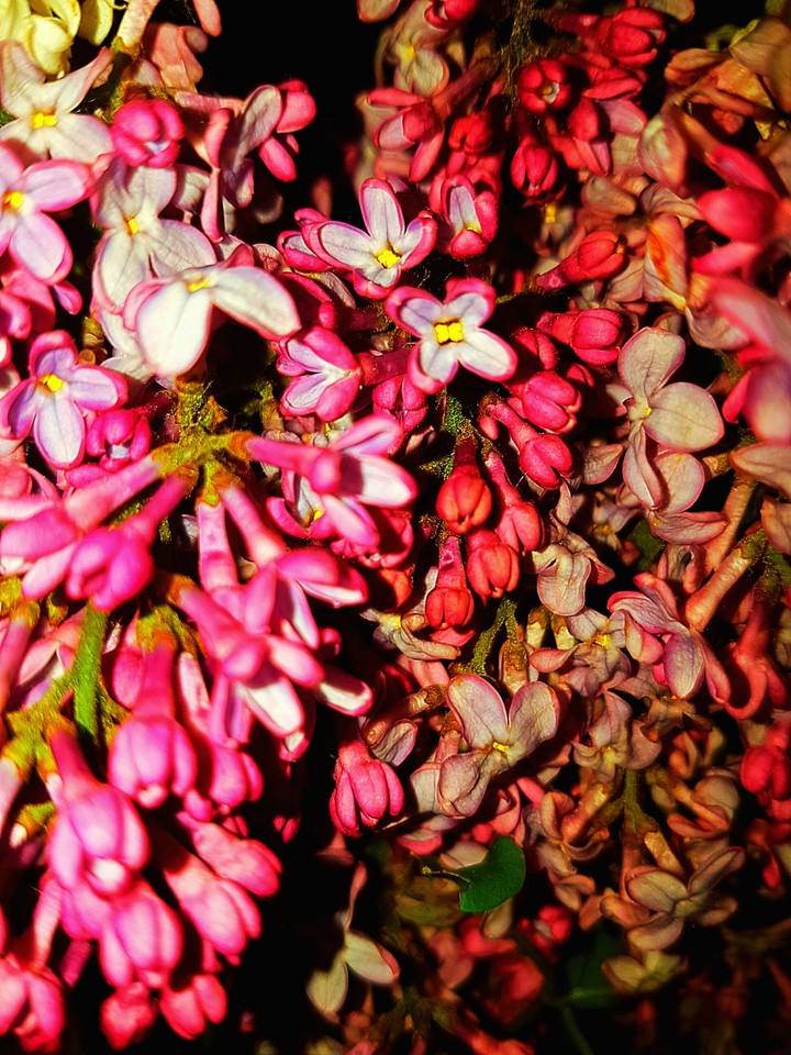 Dream of Spring