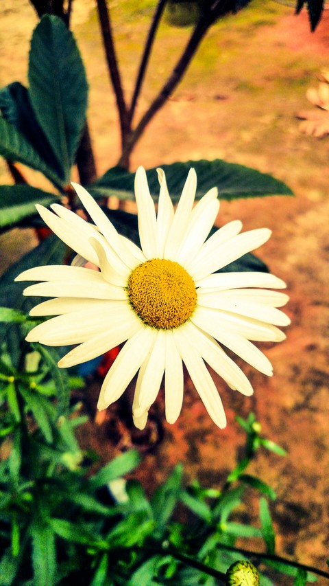 Margarida