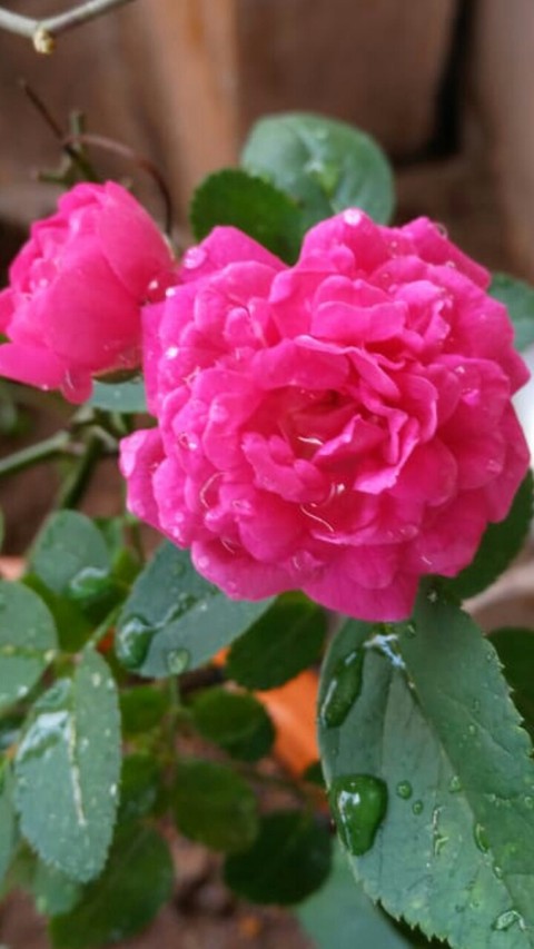 beautiful flowers