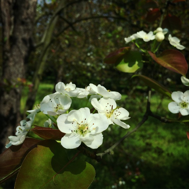 pear flower