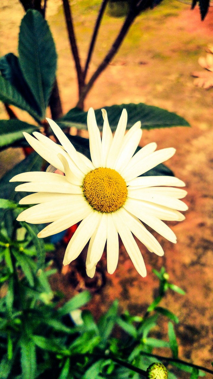 Margarida