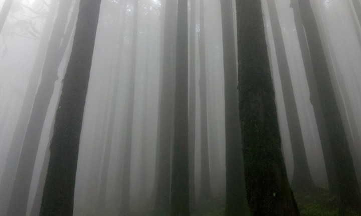 forest