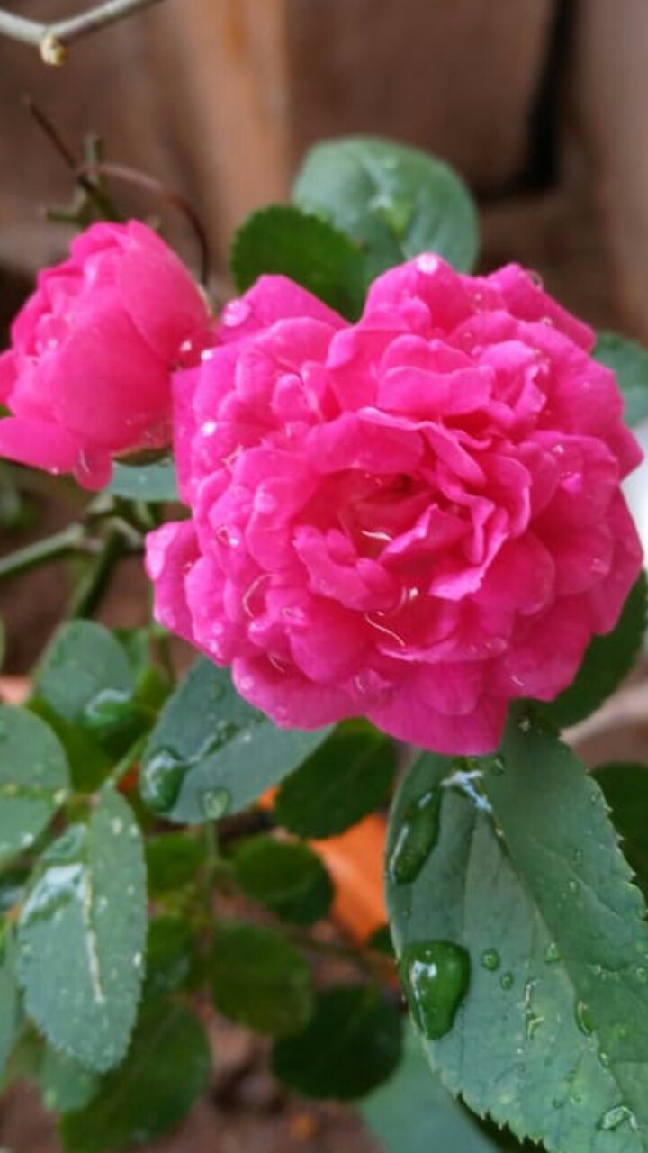beautiful flowers