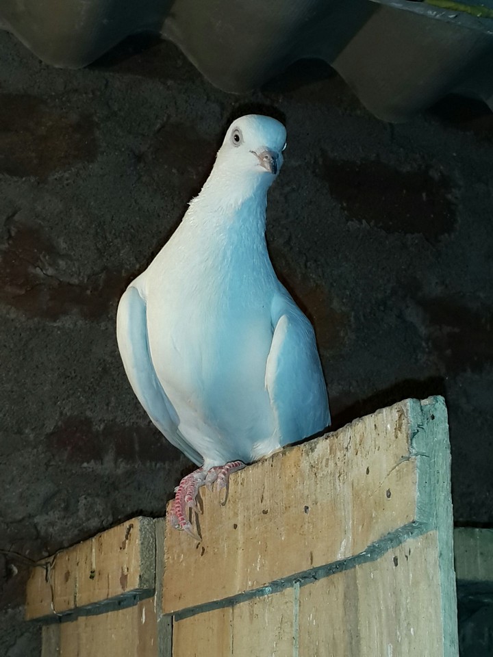 my pet i love pigeon