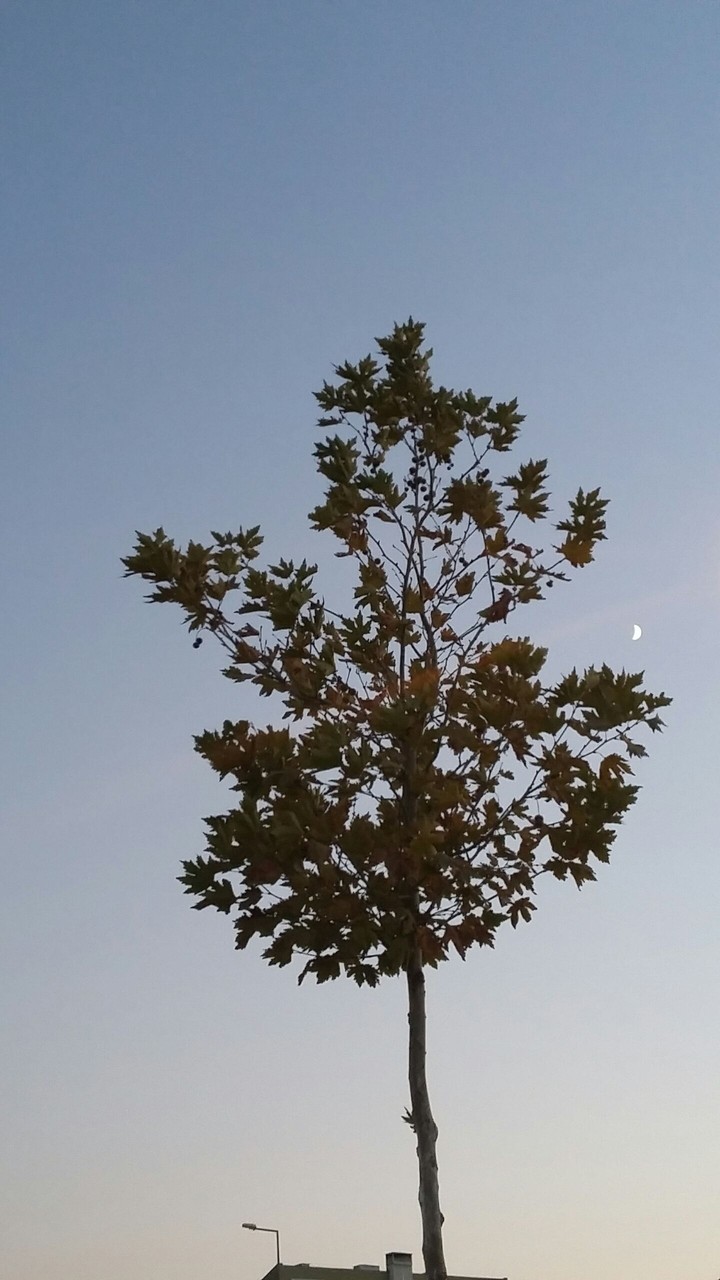 Tree and Little Moon