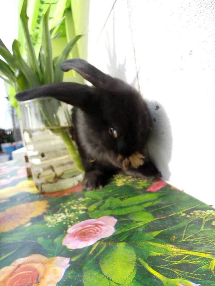 my pet ????