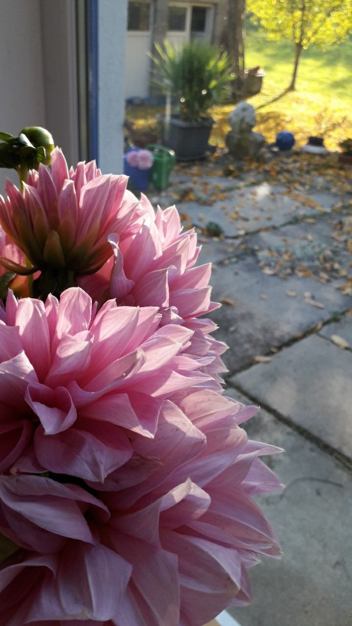 chrysanthemen
