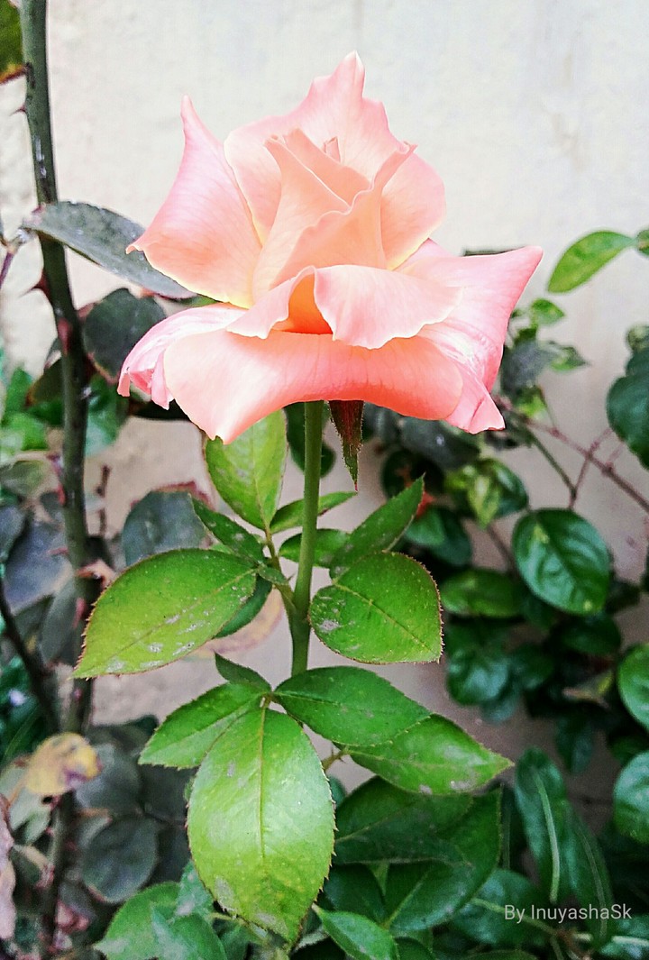 rose