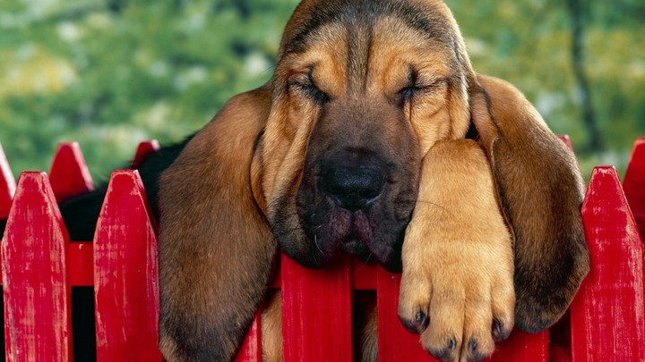 sleeping dog