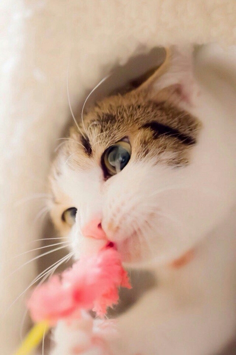 sfondi snout, cat