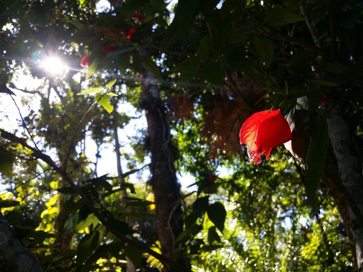 flower