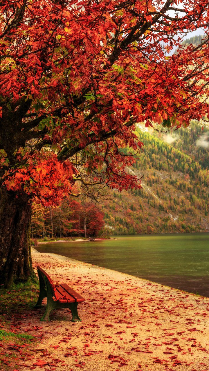 Maple tree