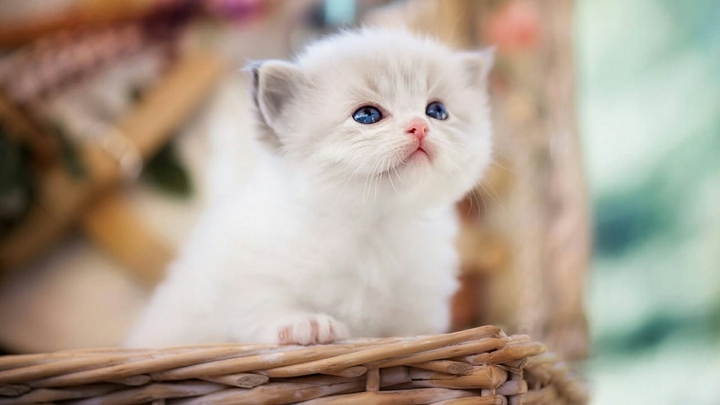 petit curieux !!!