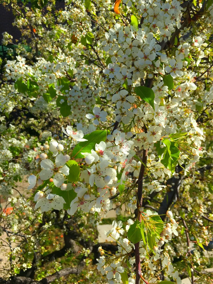 apple tree