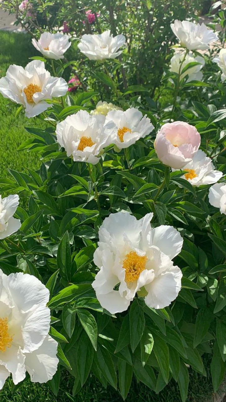 white flowers