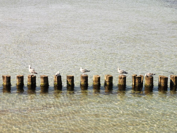 Zingst