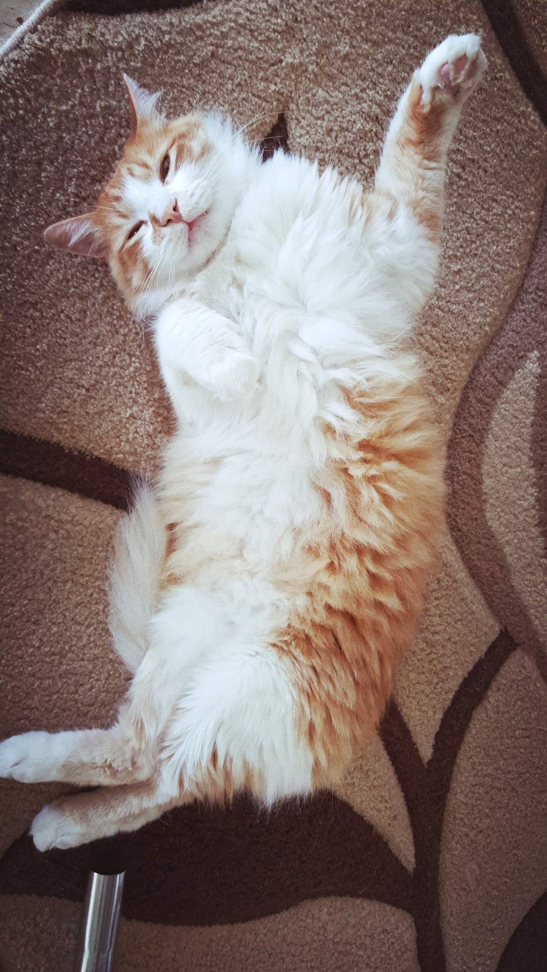 my cat
