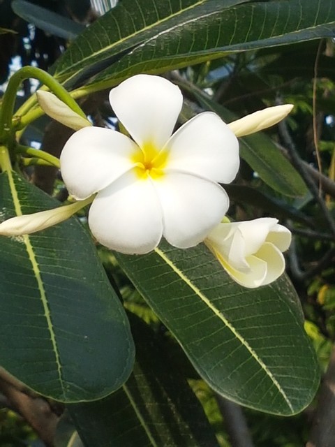 Fleur de tiare