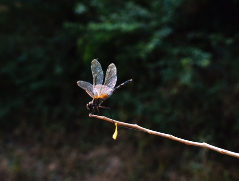 insect photography