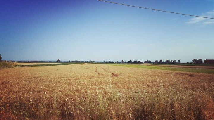 grano