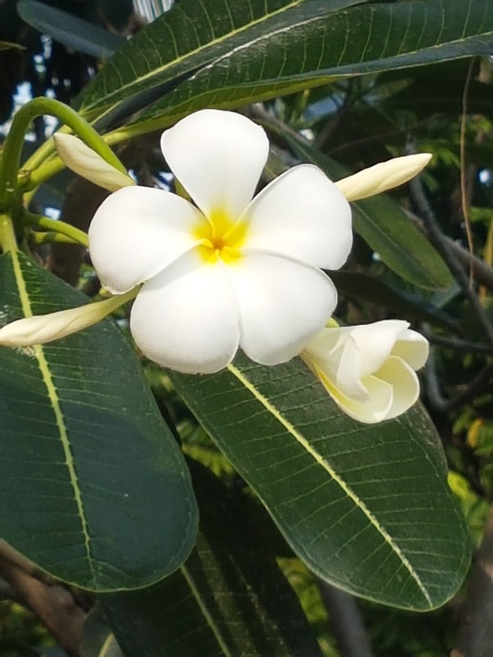 Fleur de tiare