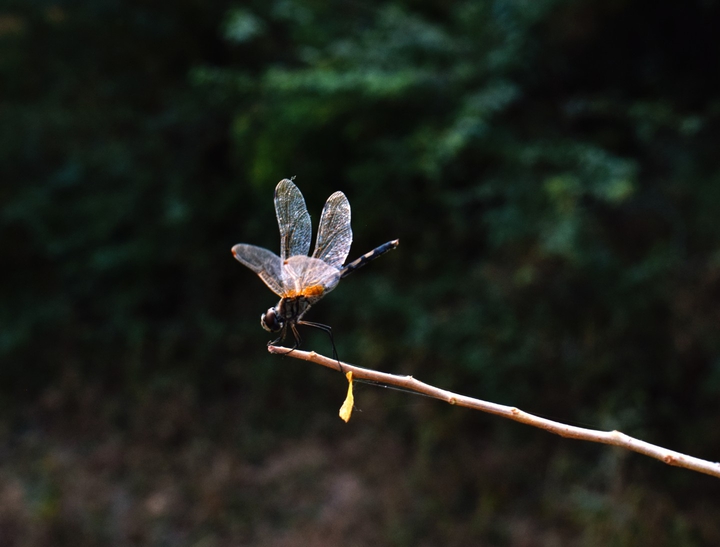 insect photography