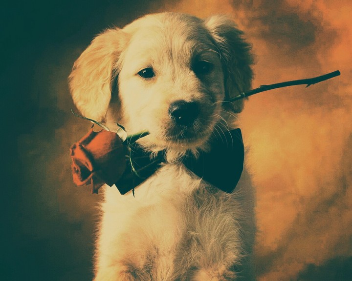 Cute☺puppy?is going to date?